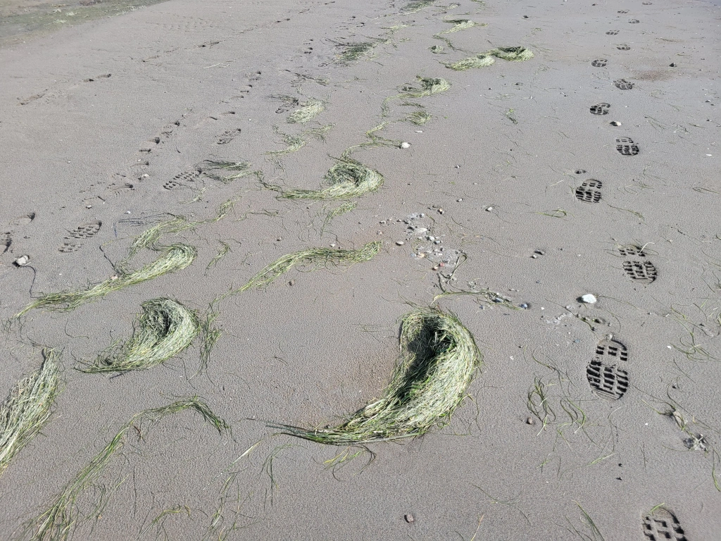 Monitoring Waves at the Living Dike